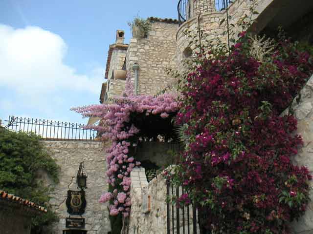 Bougainvilliers en fleurs
