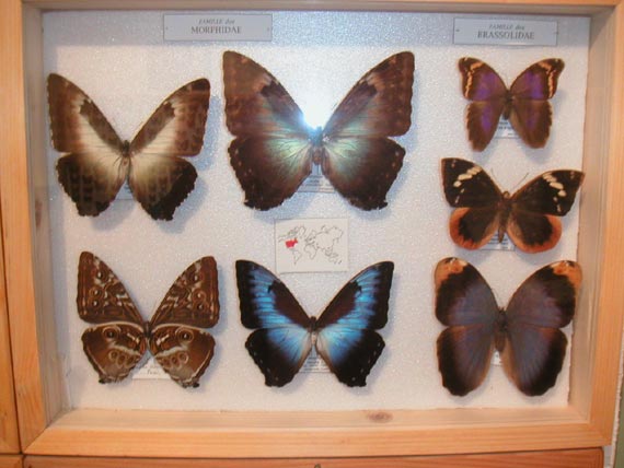 Un tableau de papillons parmi des centaines.